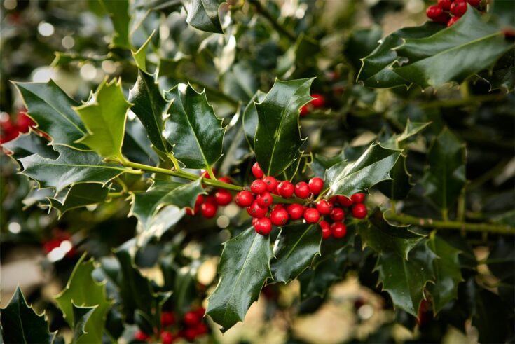 Stechpalme [Ilex aquifolium]