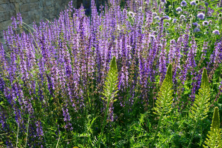 steppensalbei