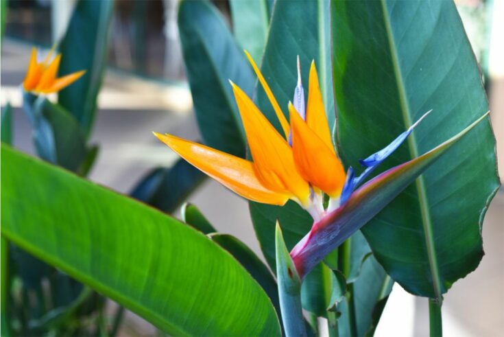 strelitzia