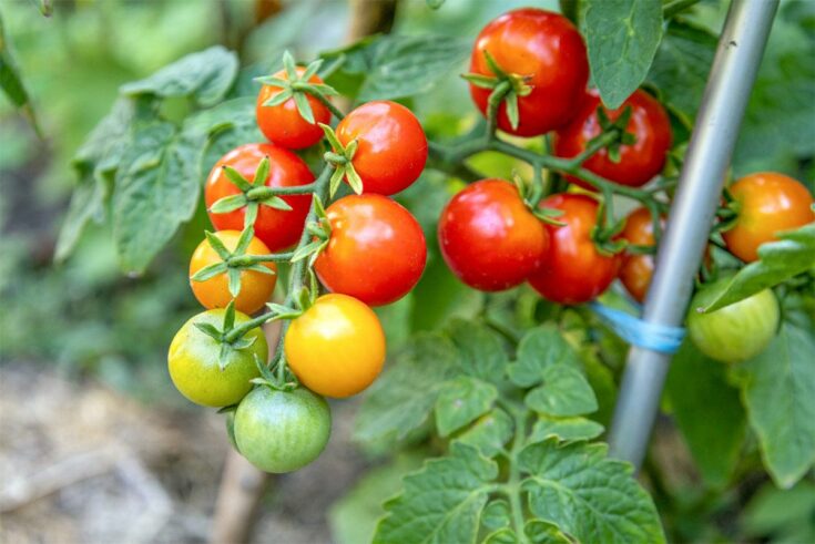 tomaten
