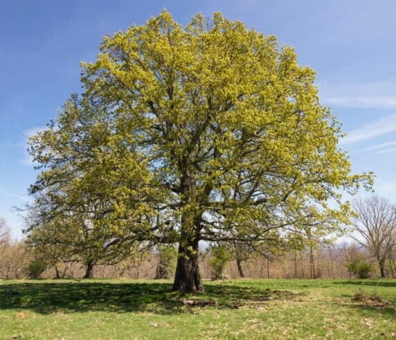 Traubeneiche Traubeneiche