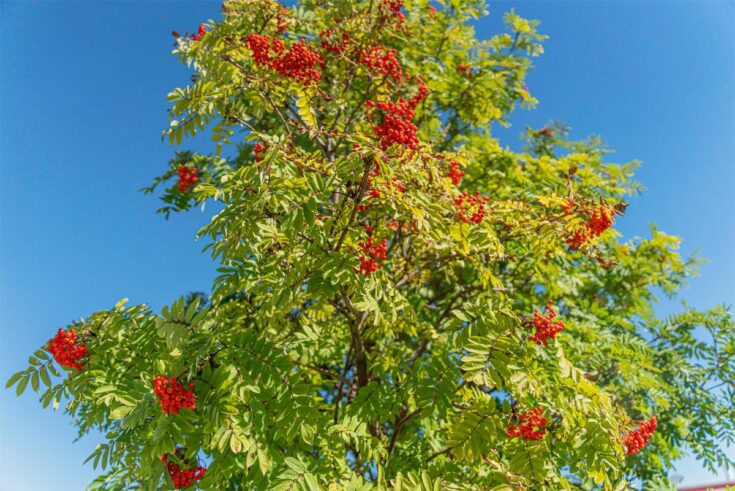 Vogelbeeren Baum