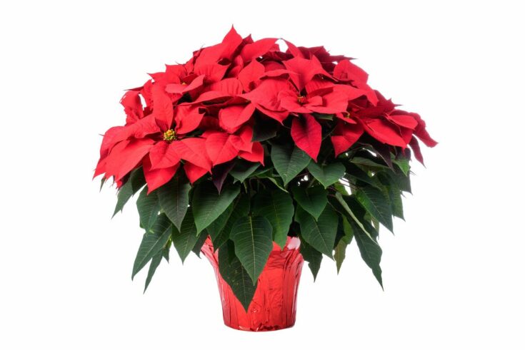weihnachtsstern