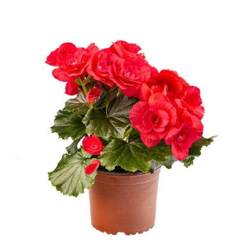 Begonien [Begonia]