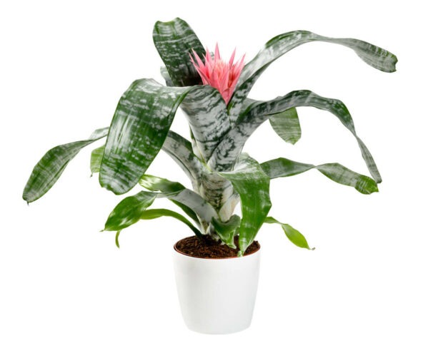 Bromelien [Bromeliaceae]