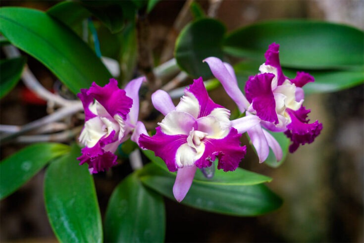 Cattleya-Orchidee [Cattleya]