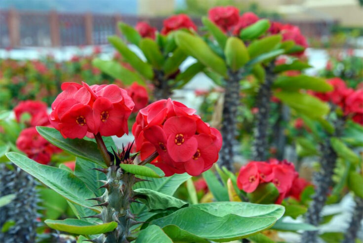 Christusdorn [Euphorbia milii]