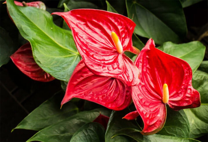 Flamingoblume [Anthurium]
