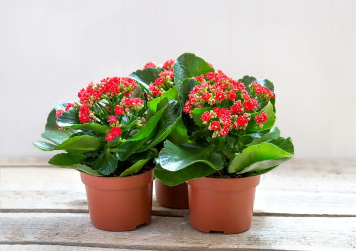 flammende Käthchen [Kalanchoe blossfeldiana]