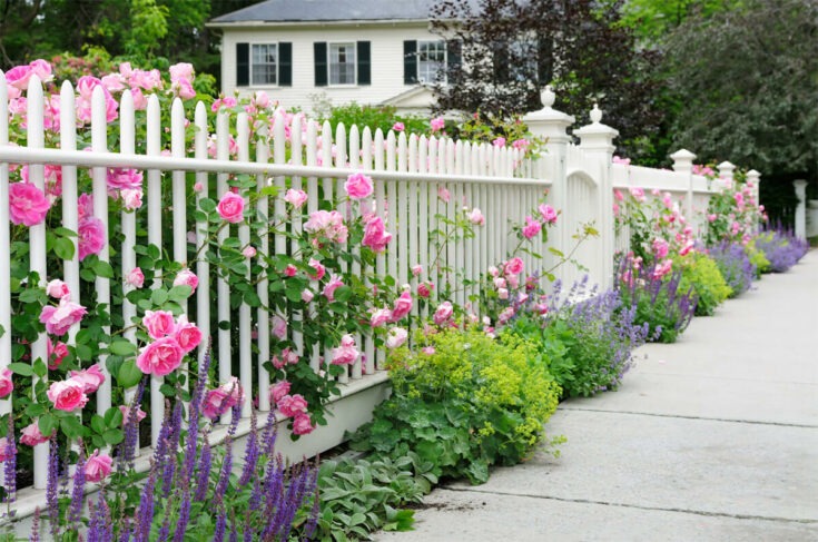 Gartenzaun mit Rosen