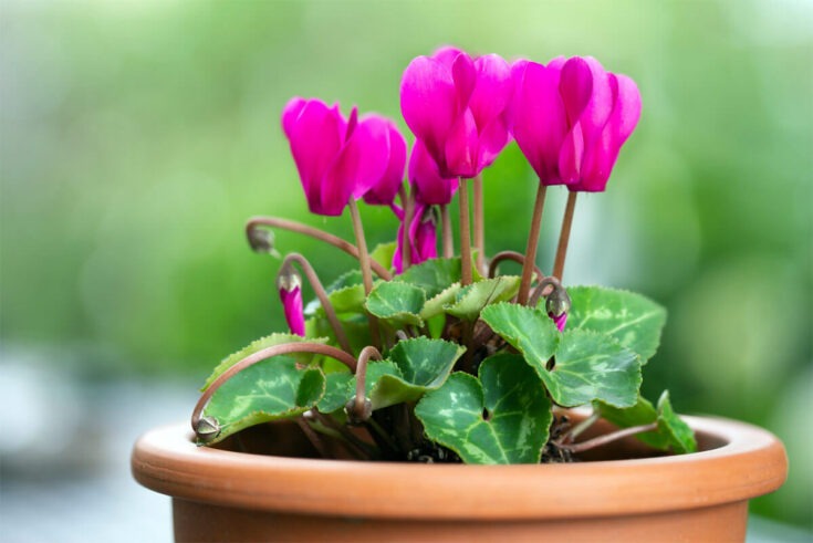 Persische Alpenveilchen [Cyclamen persicum]