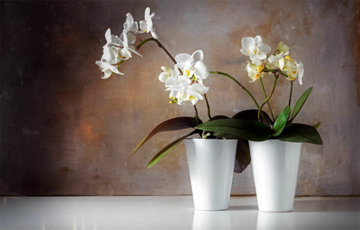 Schmetterlingsorchidee [Phalaenopsis]