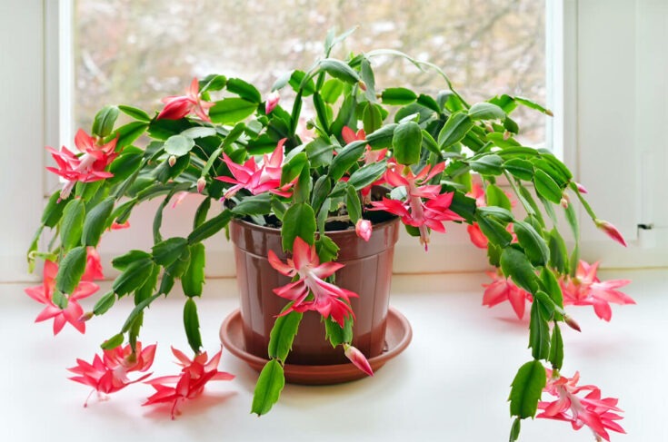 Weihnachtskaktus [Schlumbergera]