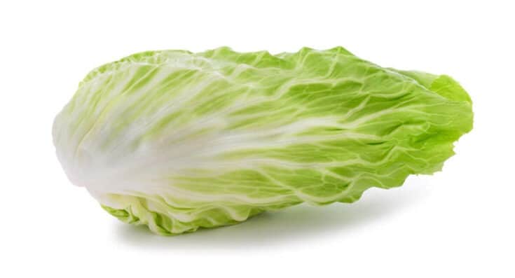 Zuckerhutsalat Zuckerhutsalat