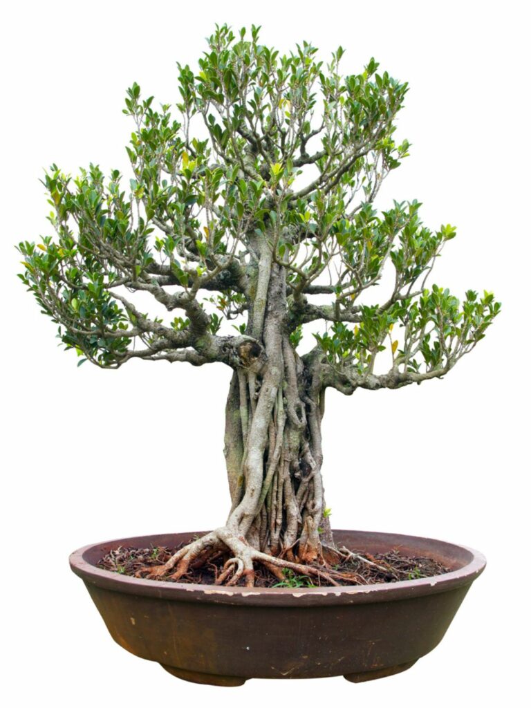 bengalischer Feigenbaum bengalischer Feigenbaum