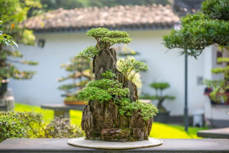 Bonsai auf Stein
