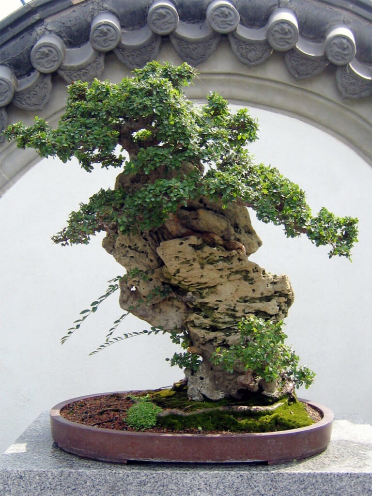 chinesischer Bonsai auf Stein chinesischer Bonsai auf Stein