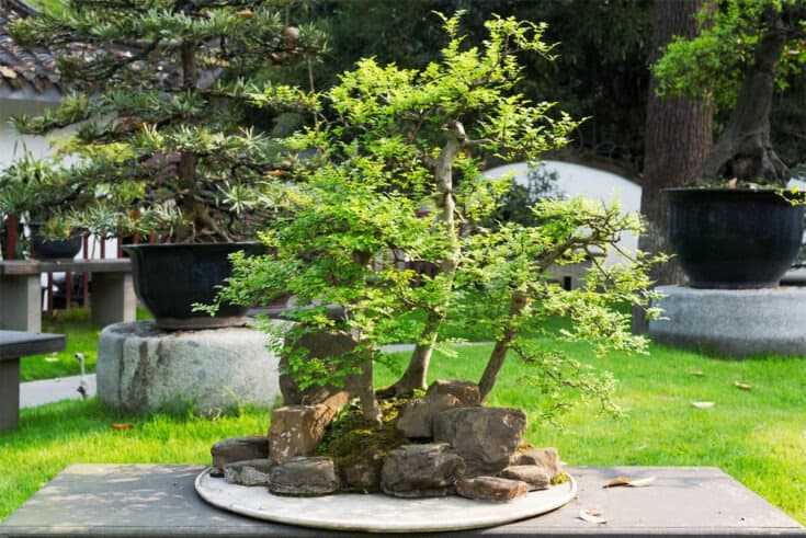 Bonsai auf Steinen
