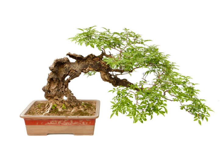 Bonsai Halbkaskade