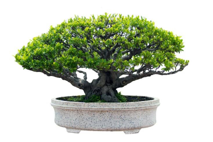 Bonsai Mehrfachstamm