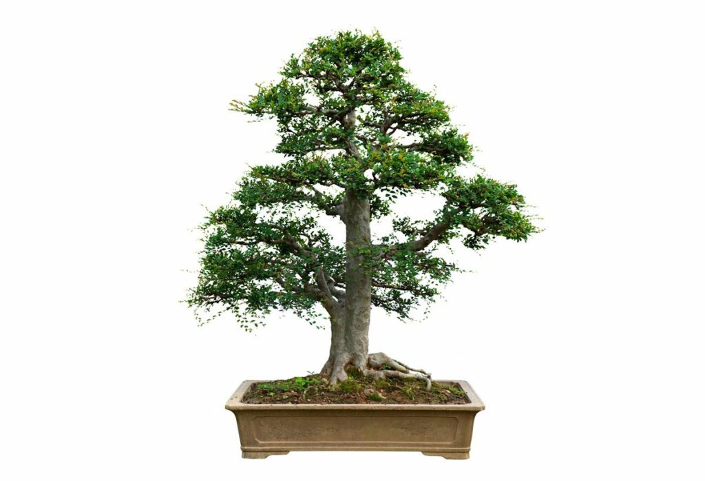 Bonsai streng aufrechte Form