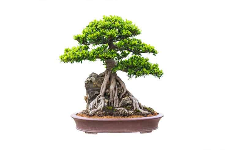 Bonsai über Stein Bonsai über Stein