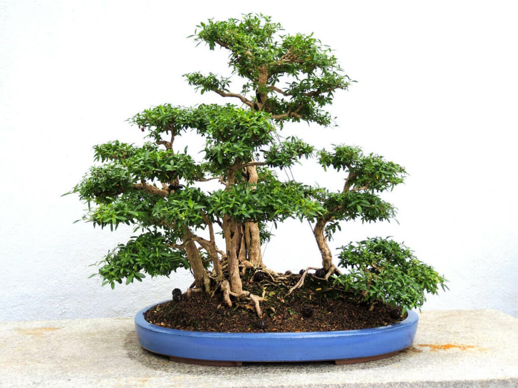 Bonsai Wald
