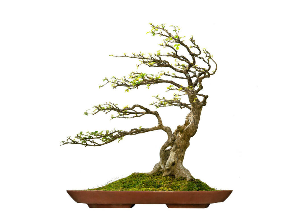 Bonsai windgepeitscht