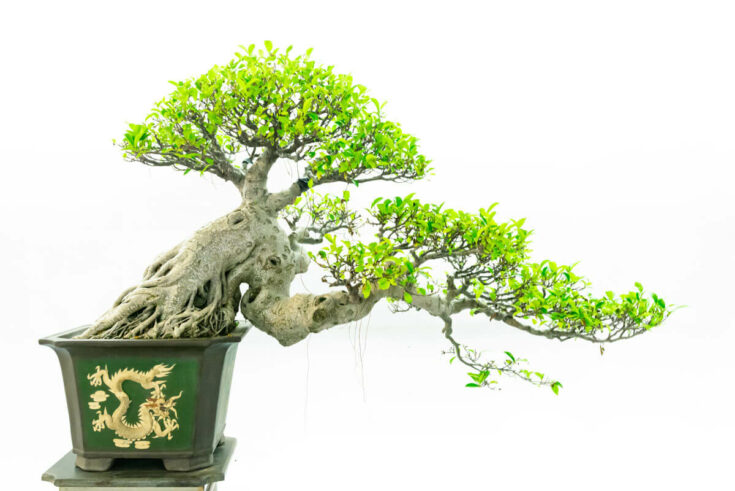 Chinesischer Bonsai in Form einer Halbkaskade Chinesischer Bonsai in Form einer Halbkaskade