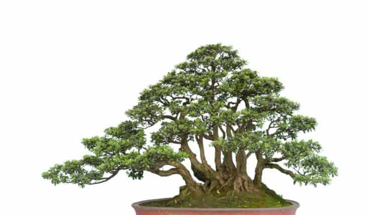 Chinesischer Mehrfachstamm Bonsai Chinesischer Mehrfachstamm Bonsai