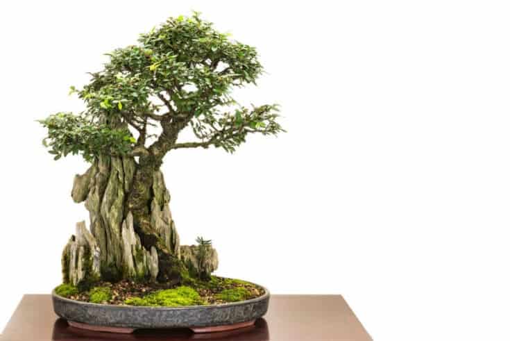 chinesischer Bonsai über Stein chinesischer Bonsai über Stein