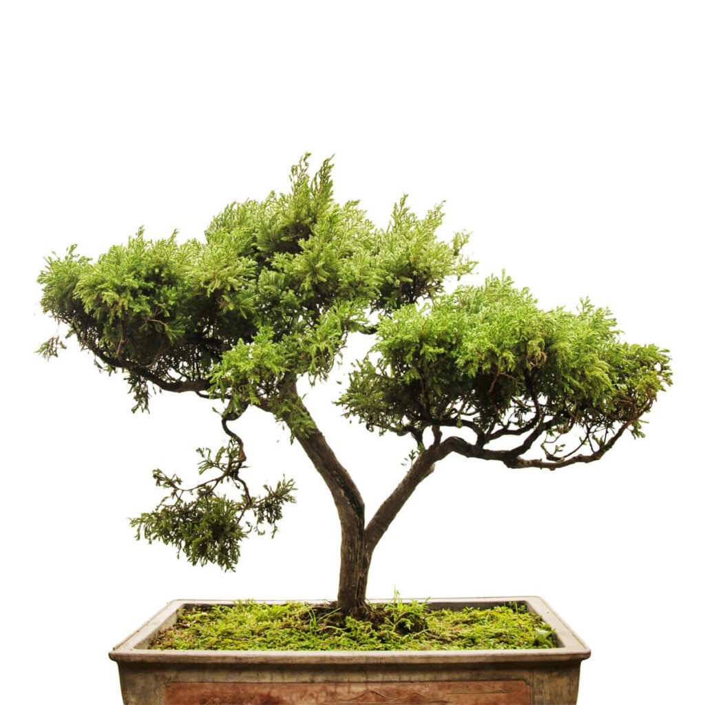 Doppelstamm Bonsai