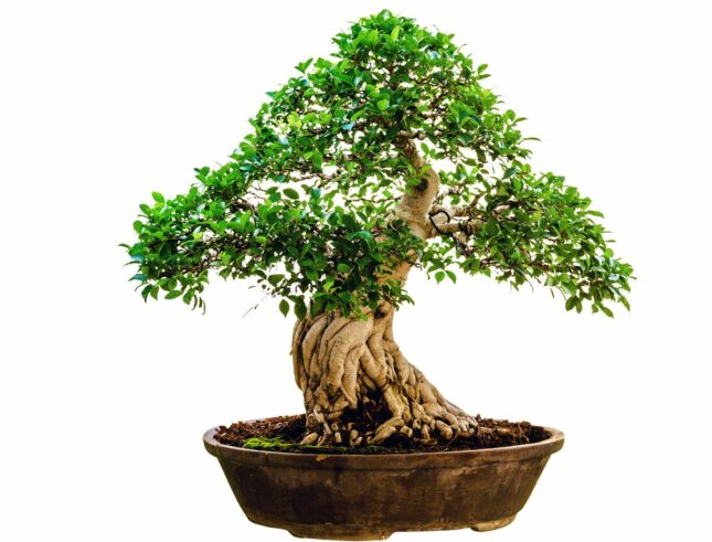 Feigenbaum Bonsai