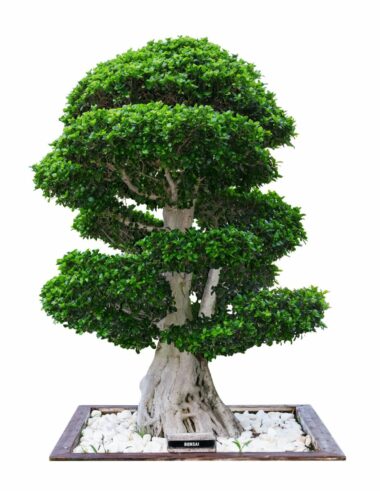 Bonsai frei aufrechte Form