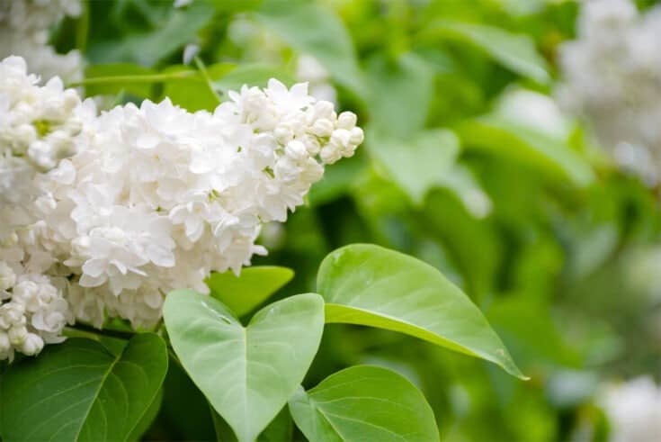 Gemeiner Flieder [Syringa Vulgaris]