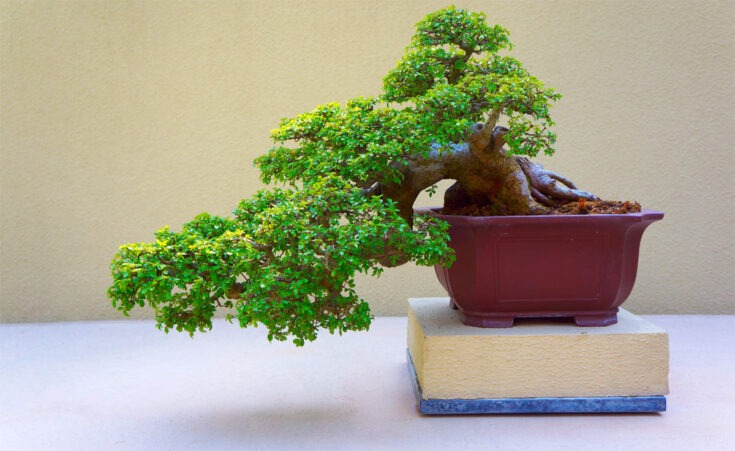 Kiefer Bonsai Kaskade