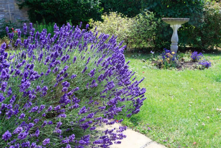 Lavendel pflanzen