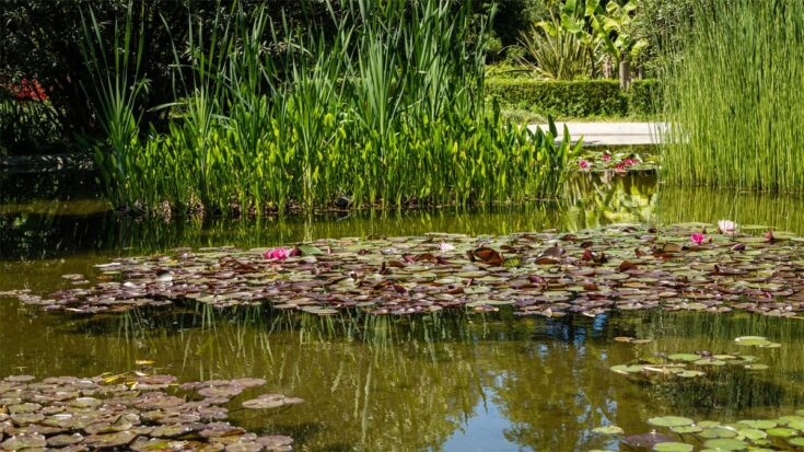 Seerosenteich Seerosenteich