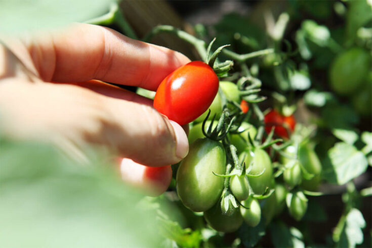 Tomaten ernten