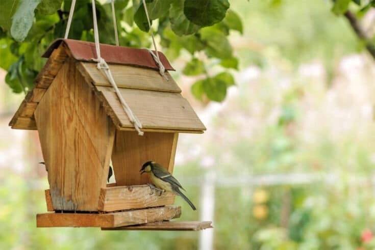 Vogel im Vogelhaus