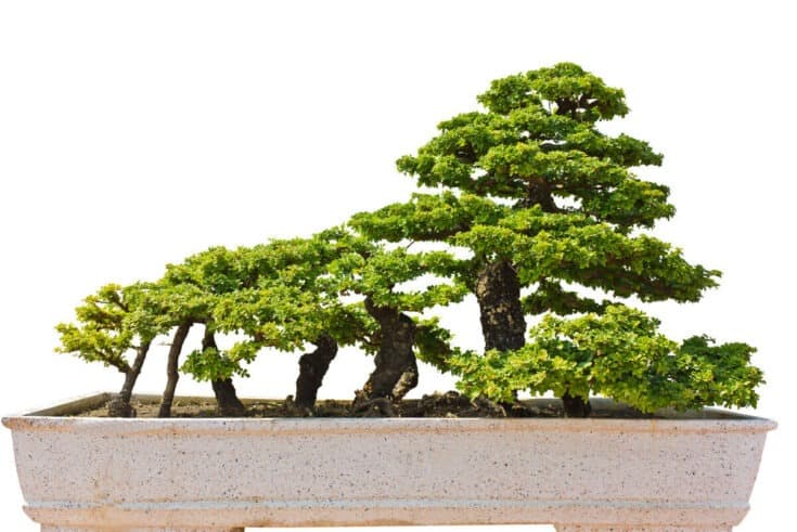 Bonsai Wald