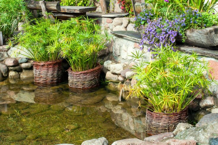 Wassergarten mit eingesetzten Pflanzen und Steinmauer Wassergarten Beispiel