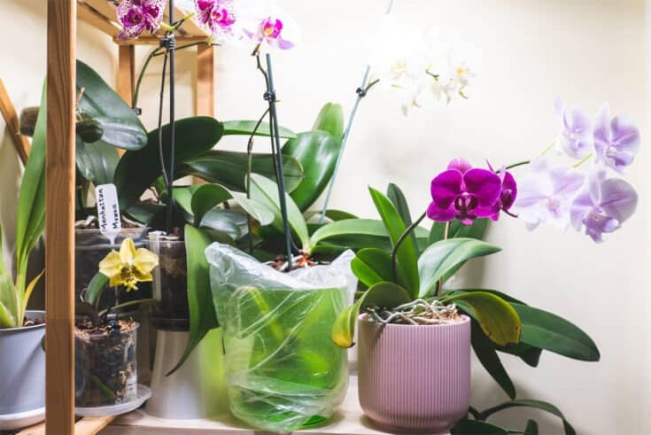 wie-alt-werden-orchideen-im-topf