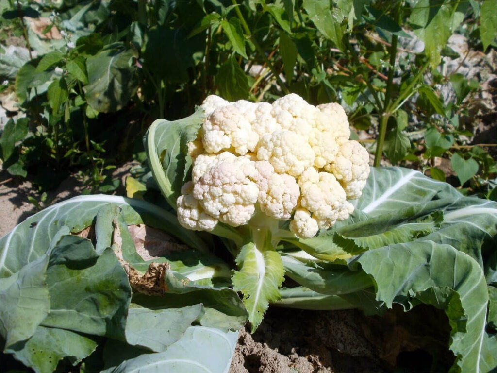 blumenkohl pflegen