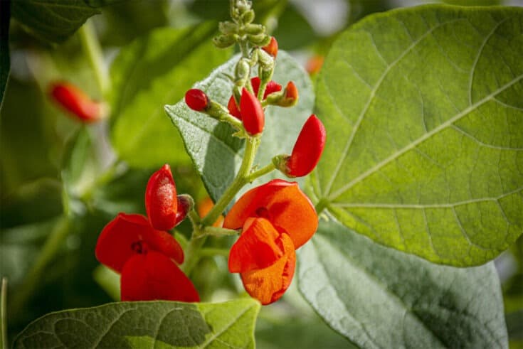 Bohne mit roter Blüte
