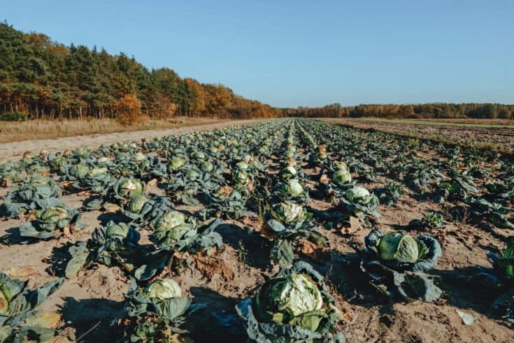Feld mit Kohl