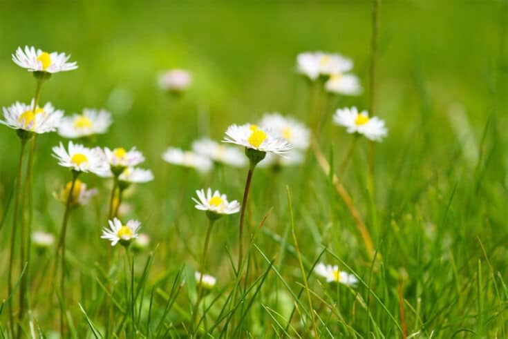 Gänseblümchen auf Wiese