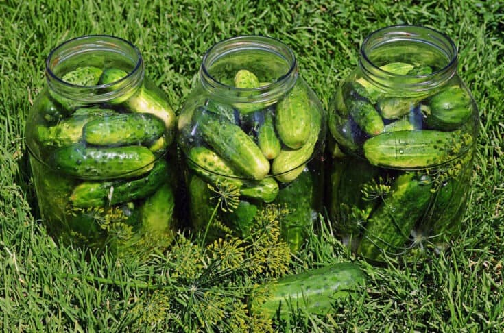 Gurken im Glas Gurken im Glas