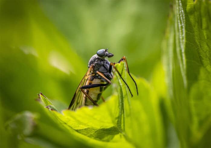 Obstfliegen an Zimmerpflanzen