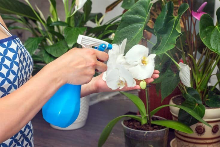 orchideen pflege im topf